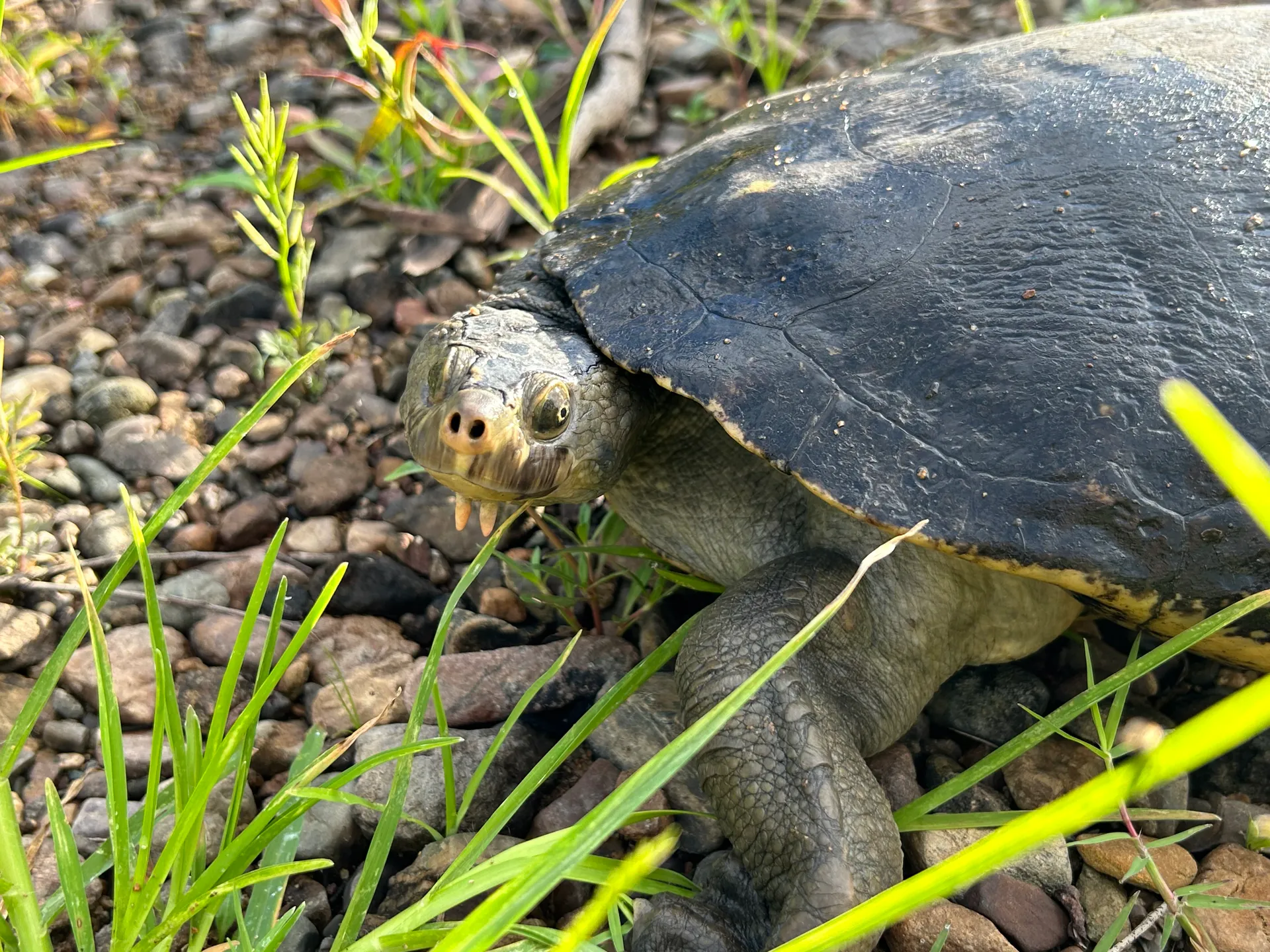 The Mary River turtle. Photo by Caitlin Jones.