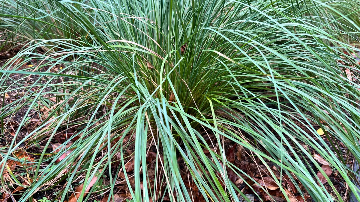 Tussock Grass, Poa labillardierei