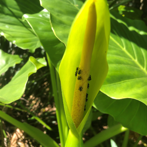 Native bee on cunjevoi.png