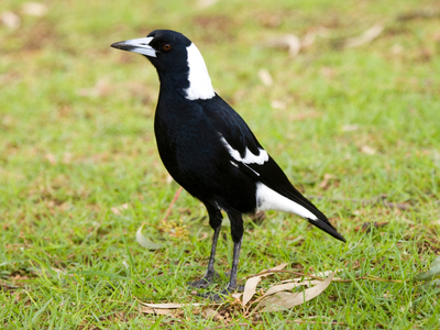 Australian magpie standing on the grass