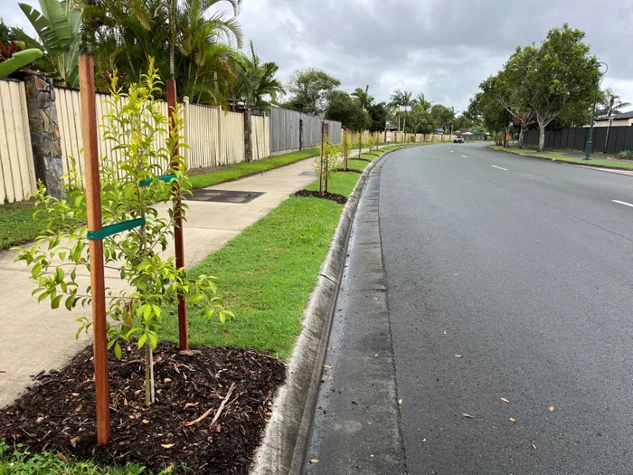Small street trees planted along suburban road