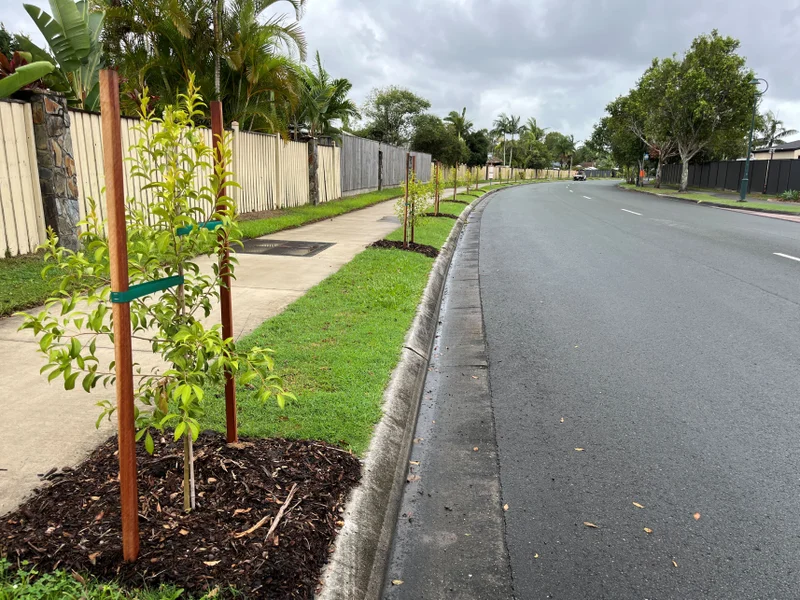 Small street trees planted along suburban road