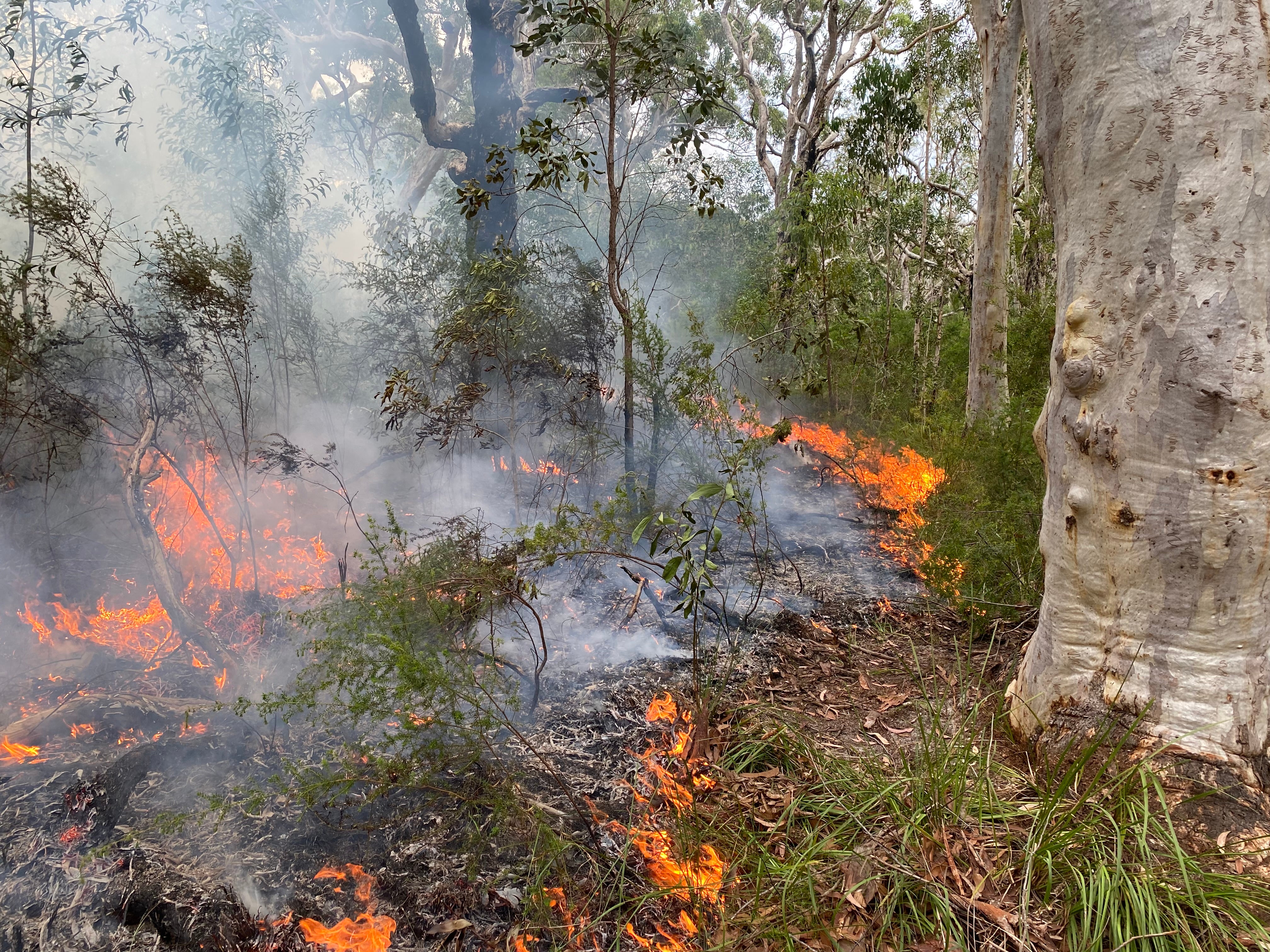 Bushfire management | Sunshine Coast Council