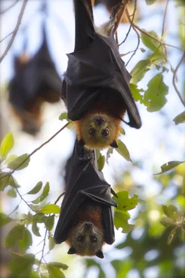 Flying foxes roosting