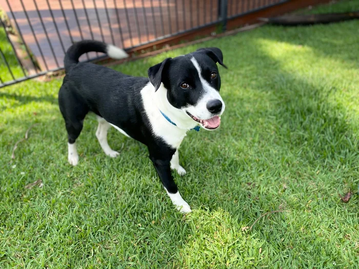border collie standing on grass