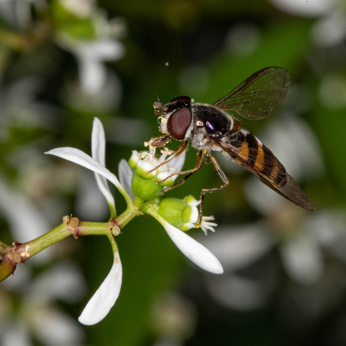 Hoverfly - Rod Edmonds.png