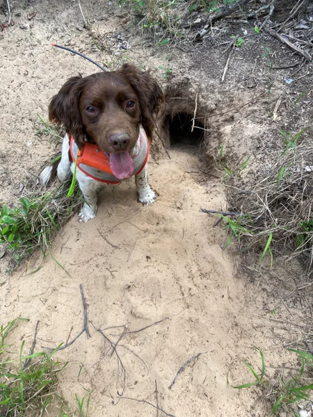 Rocky-the-conservation-dog-2-scaled.jpg