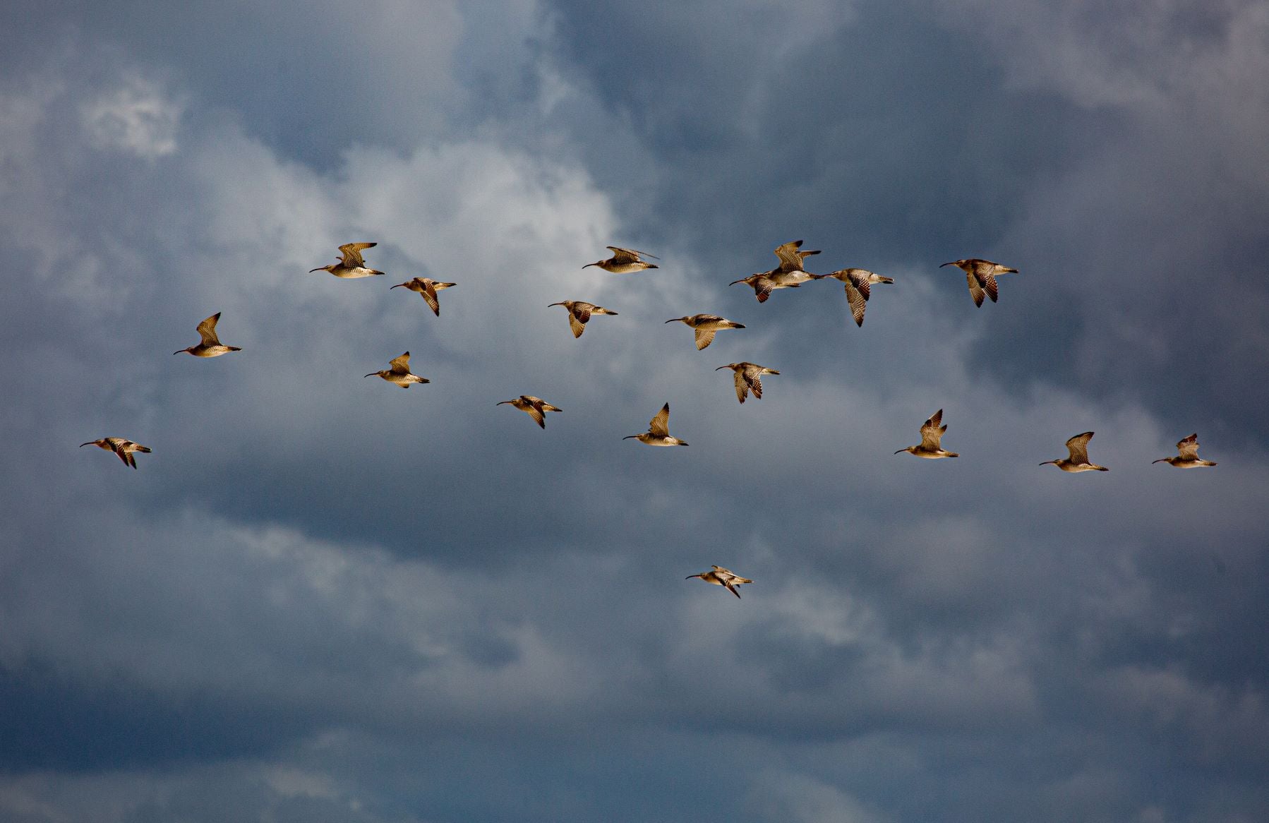 Shorebirds - The World's Best Endurance Athletes | OurSC