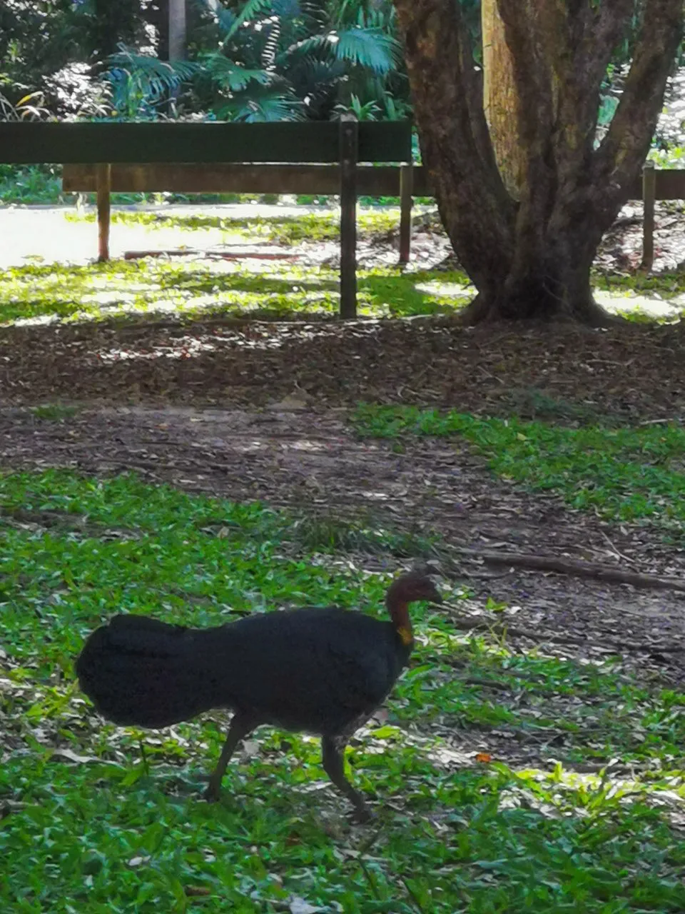 10013_Yaroomba%20Bushland%20Park%20turkey_edited.jpg
