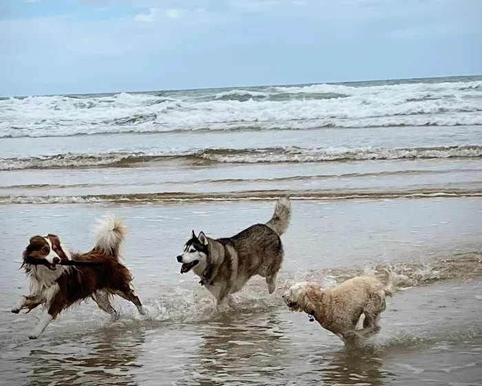 Dogs playing on beach running