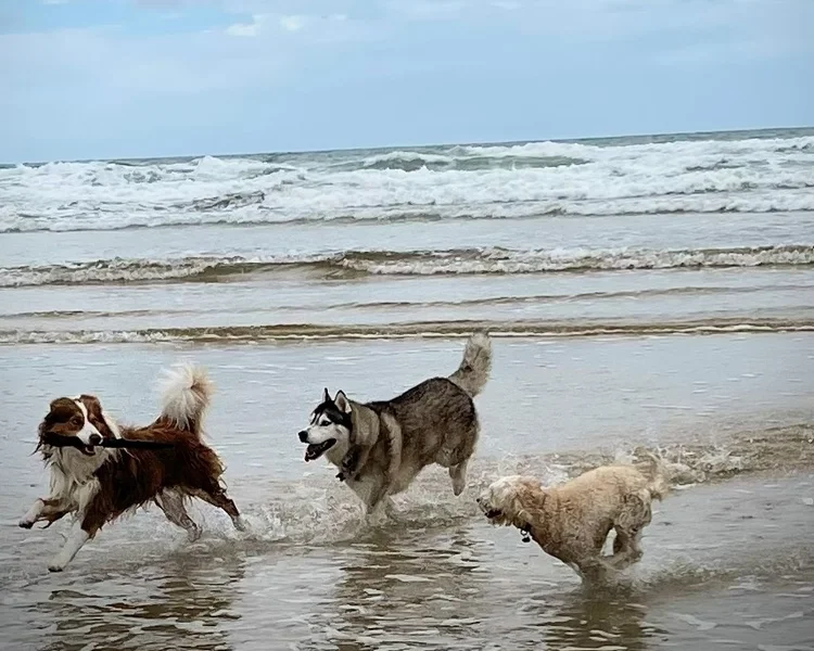 Dogs playing on beach running