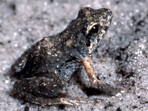 Crinia tinnula  Wallum froglet  