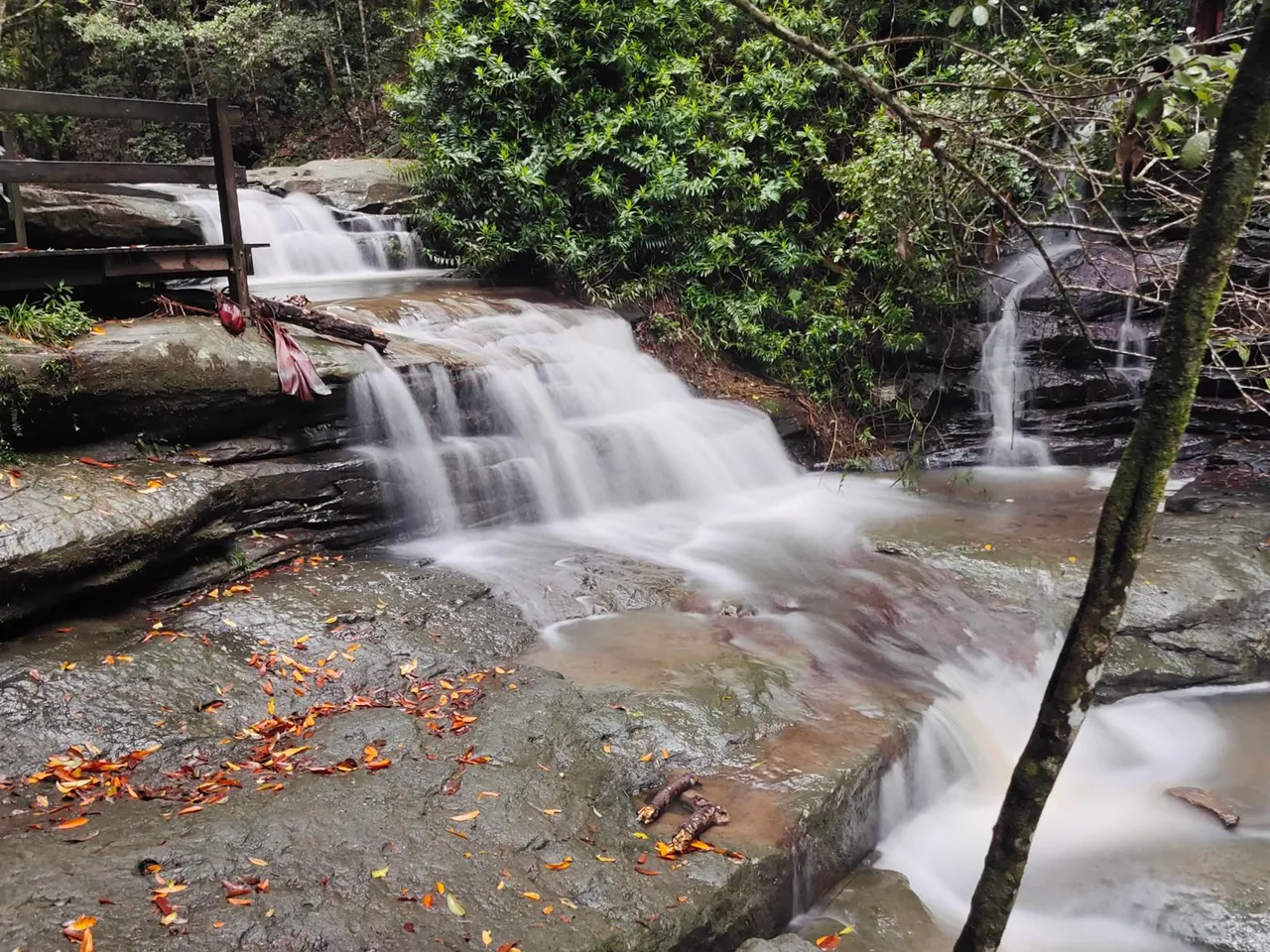 Buderim Forest Park - Falls Loop