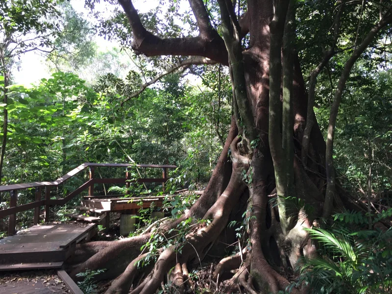 Maleny-Trail-1.jpg