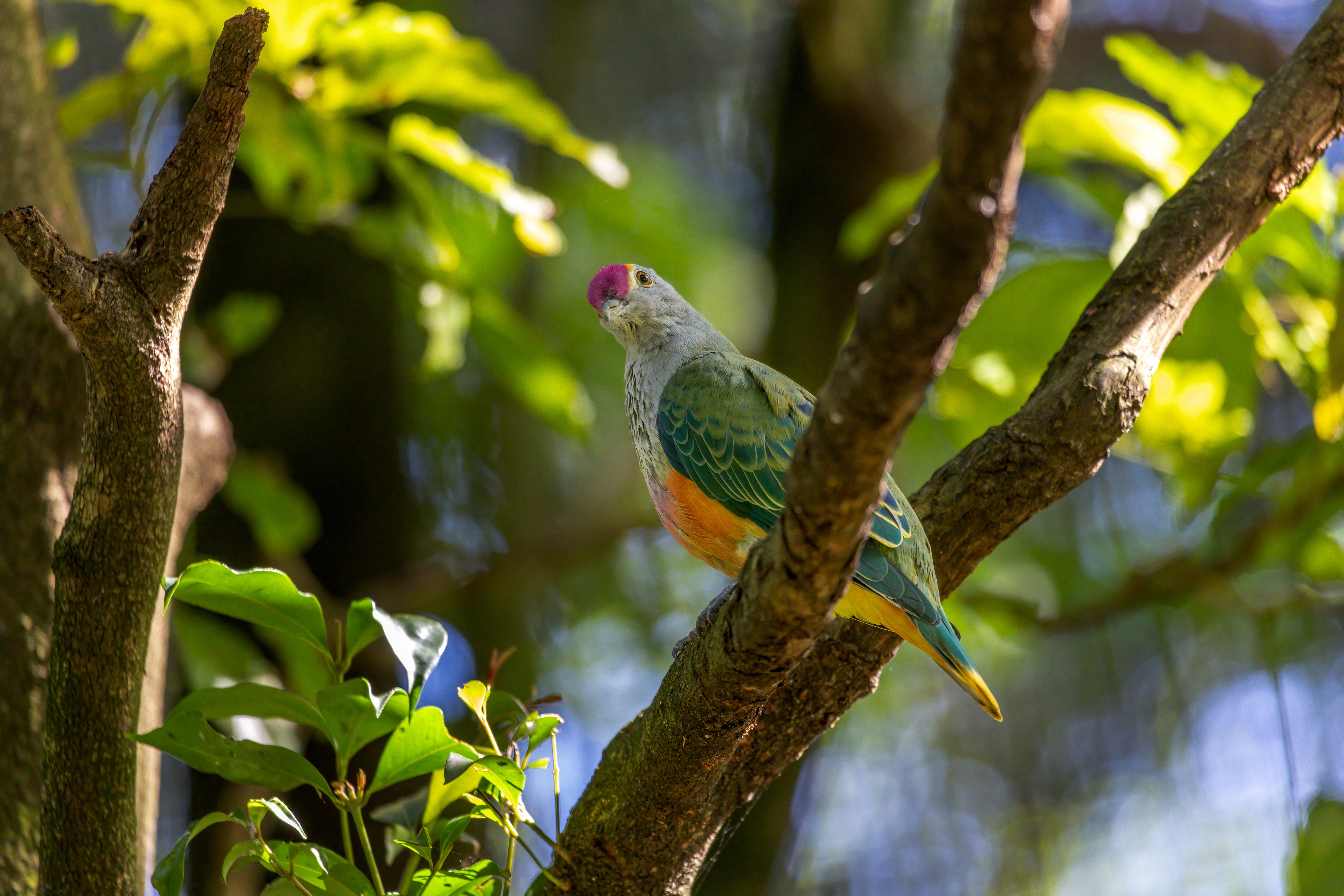 A rose crowned fruit dove in a tree.