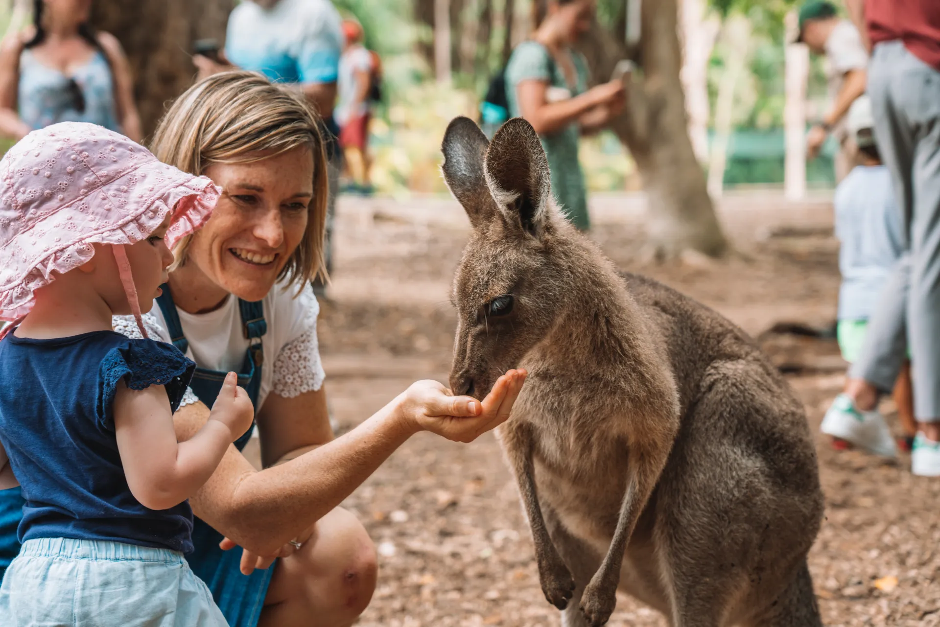 Australia%20Zoo%2C%20Beerwah.jpg