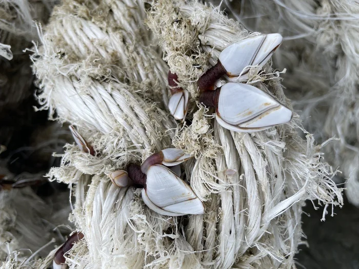 Goose barnacles attached to rope image taken at Maroochy North Shore and Pt Cartwright