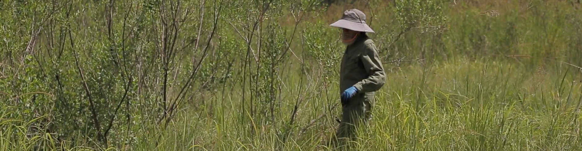 Invasive plant control options | Sunshine Coast Council