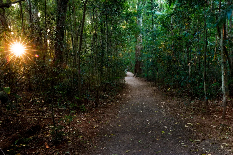 Pathway at Mary Cairncross