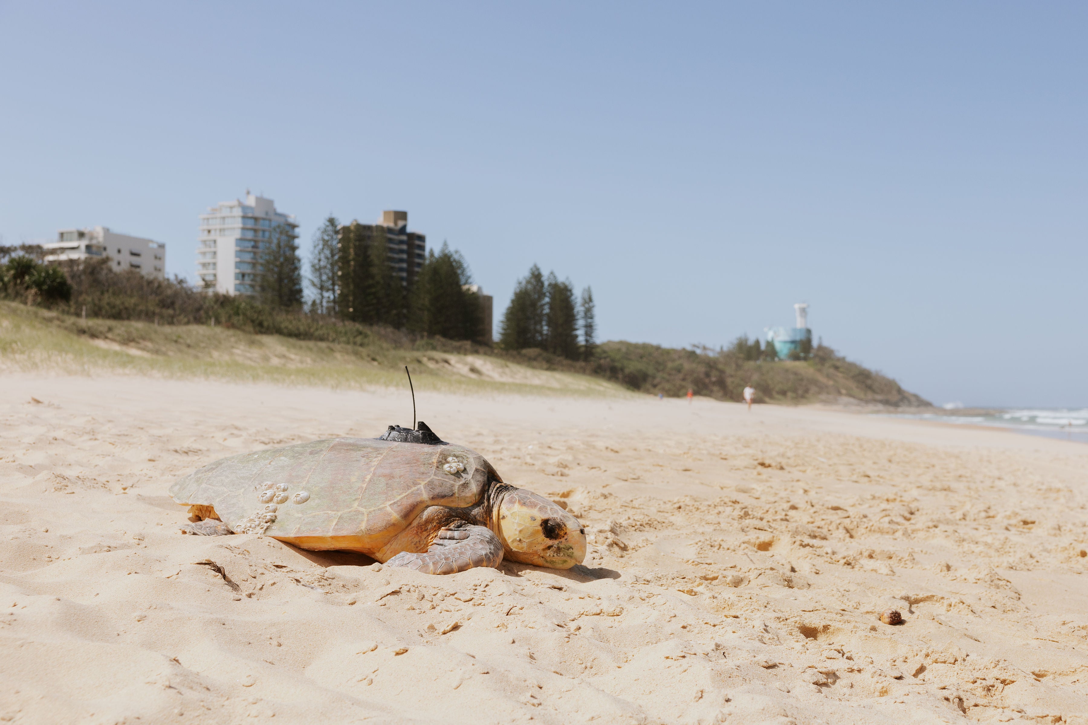 Geminid ready with her tracker on Buddina Beach. Credit Shane Hastings.
