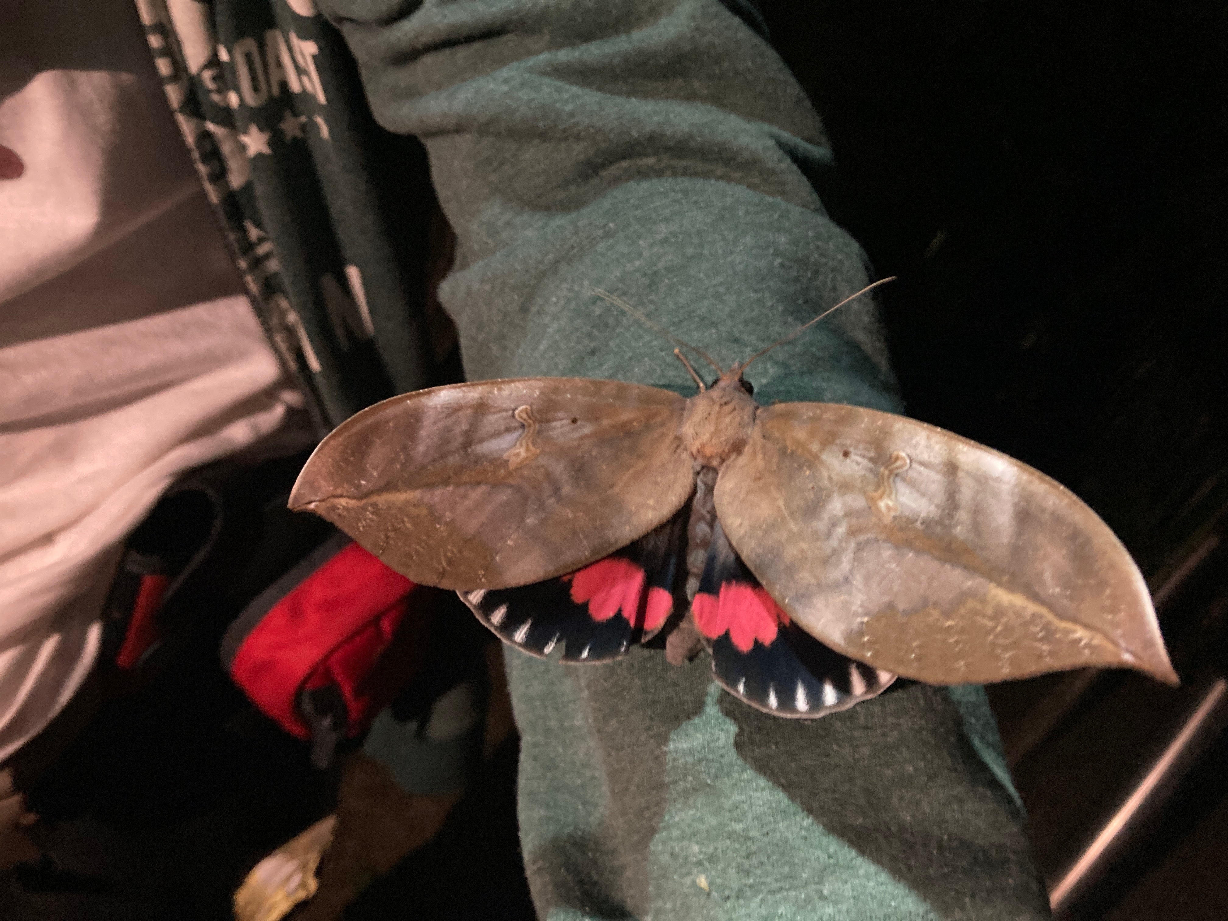 A large moth with brown top wings and black underwings with pink and white spots.