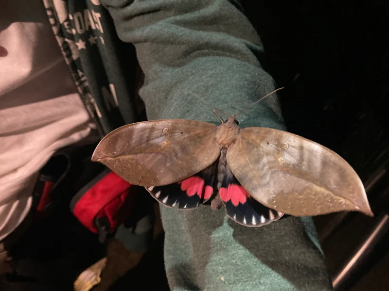 A large moth with brown top wings and black underwings with pink and white spots.