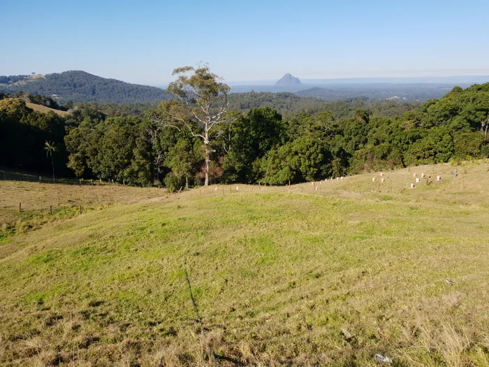 Restoring the rainforest one tree at a time