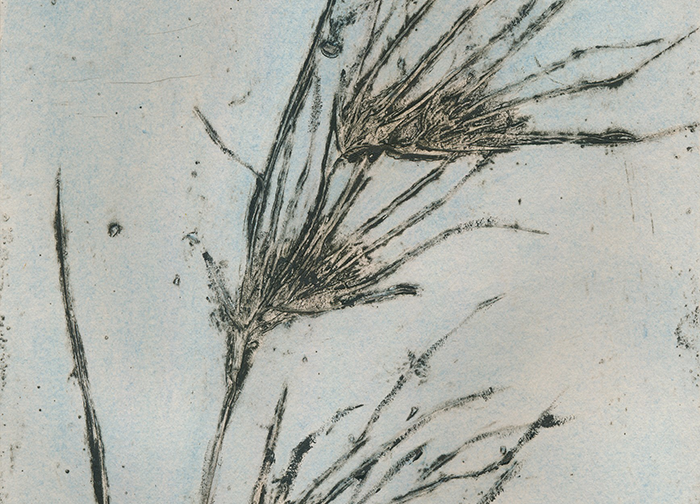 Jacky Lowry:50 Acres Revealed–Local Plants Explored in Print