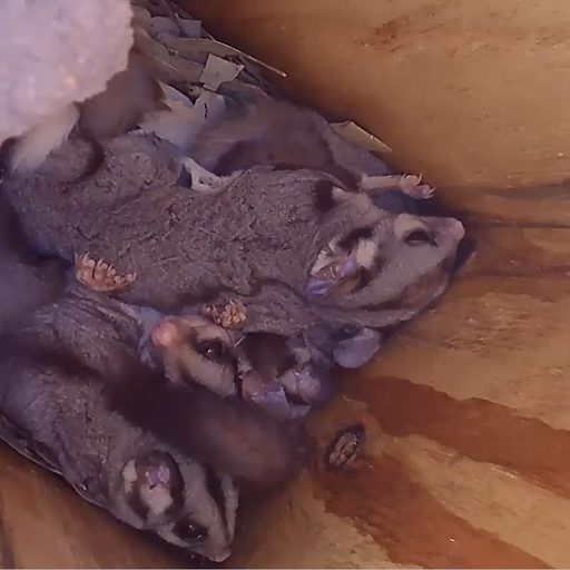 Willdlife cosying up in the nest boxes.