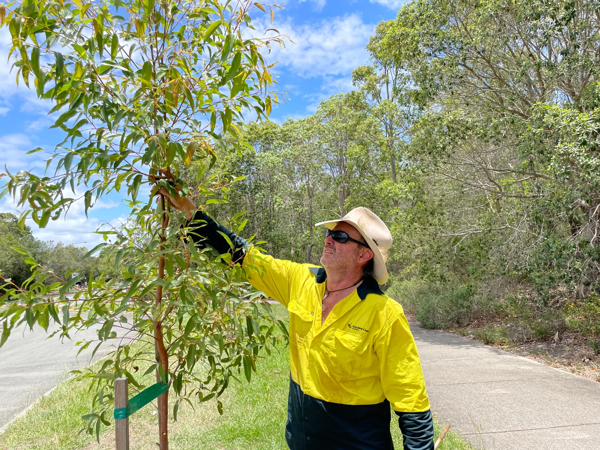 Council officer caring and maintaining street trees along roadside