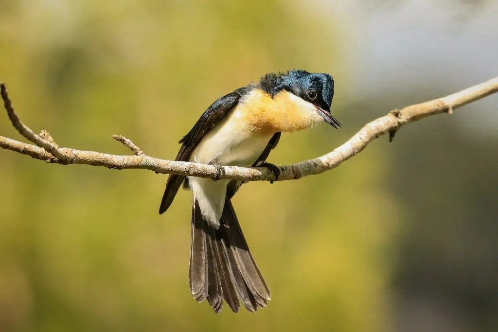 Image-2-Peter-Evans-Restless-Flycatcher_Nambour-1-1024x683.jpg