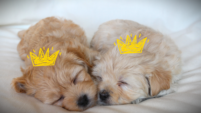 Two tiny labradoodle puppies are sleeping, snuggled together. They both wear yellow, illustrated crowns on their heads.