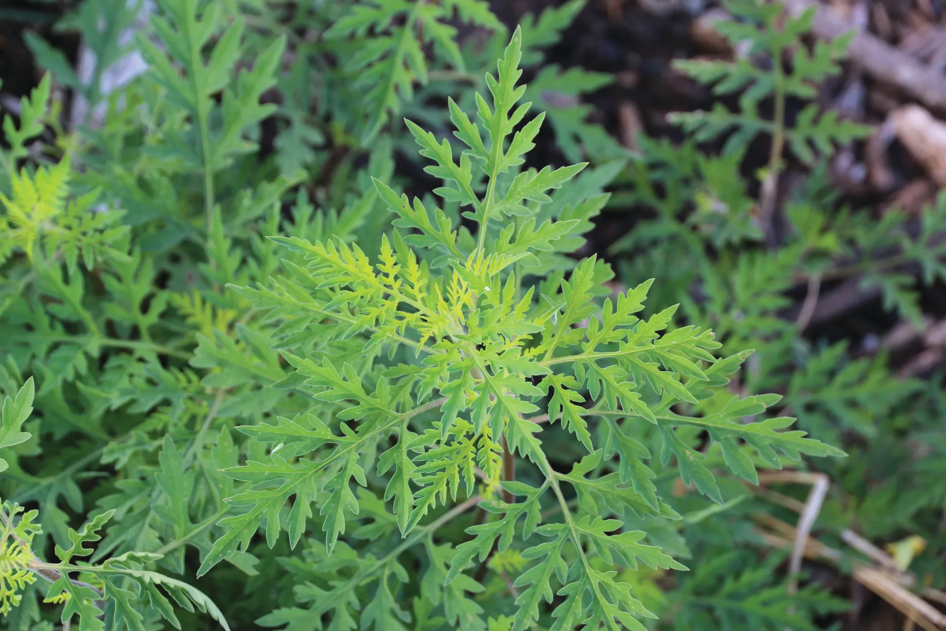 Annual ragweed.