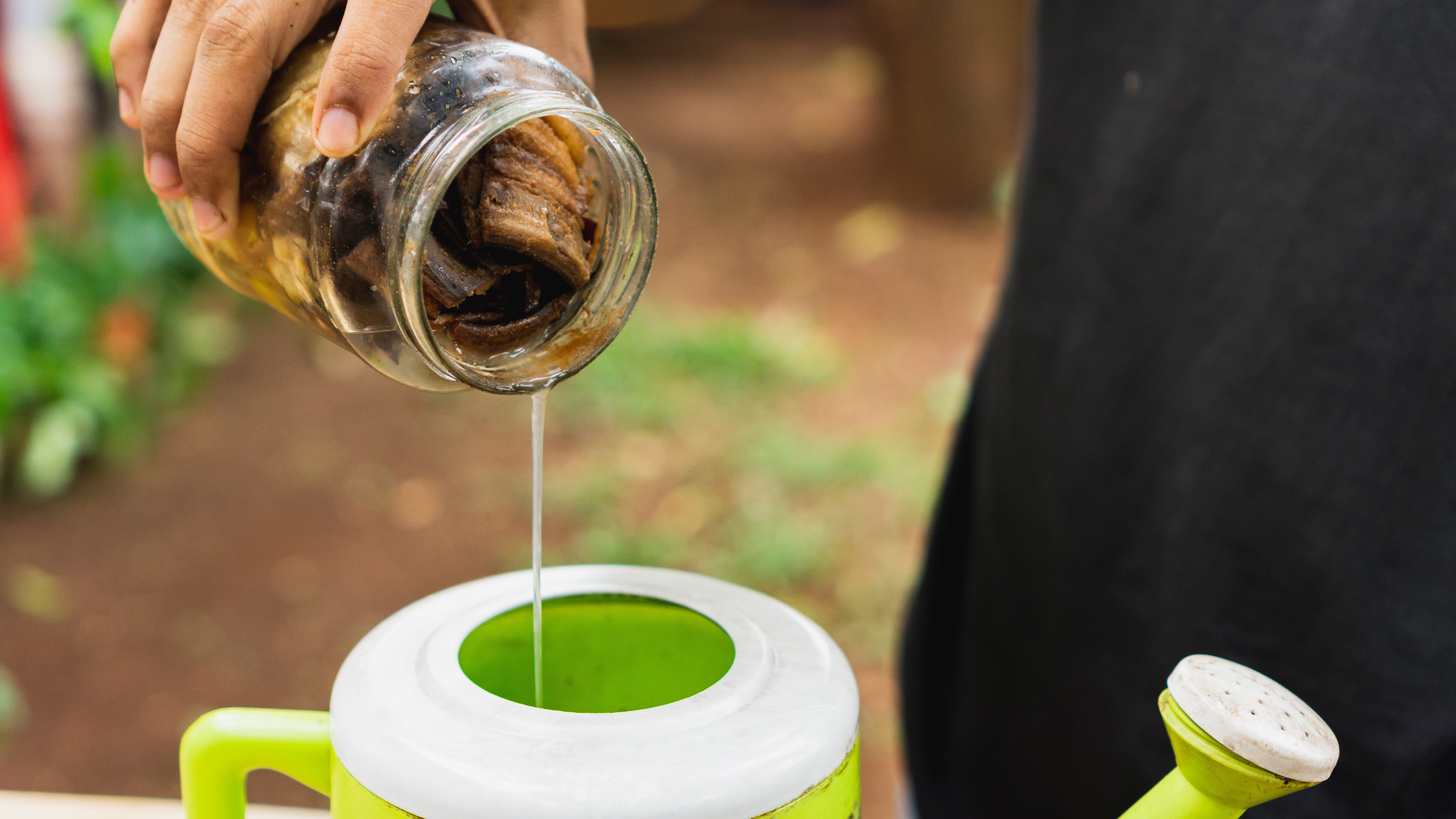 someone pouring the water from a glass jar stuffed with banana peels into a watering can