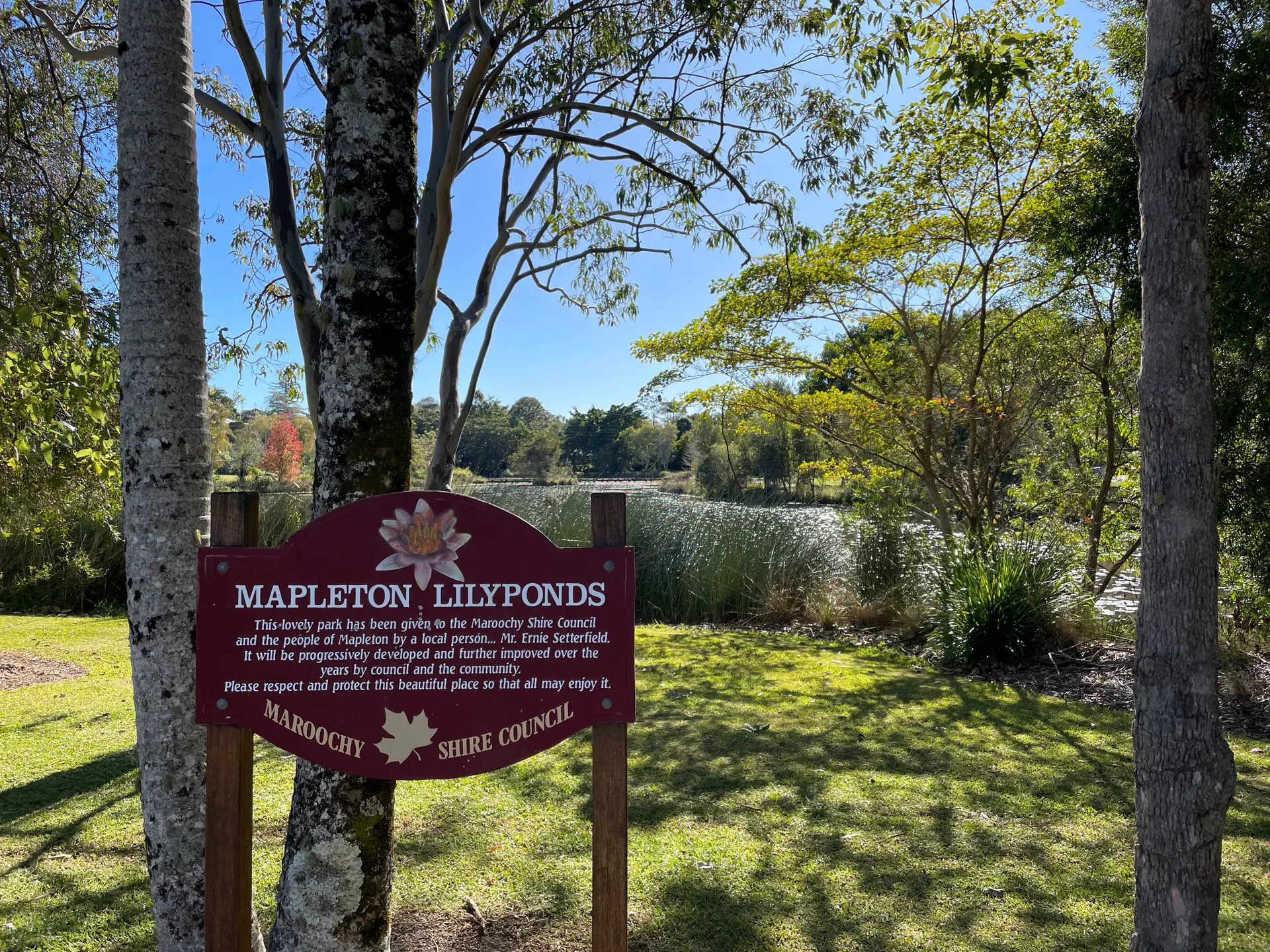 Lilyponds%20%284%29.jpg