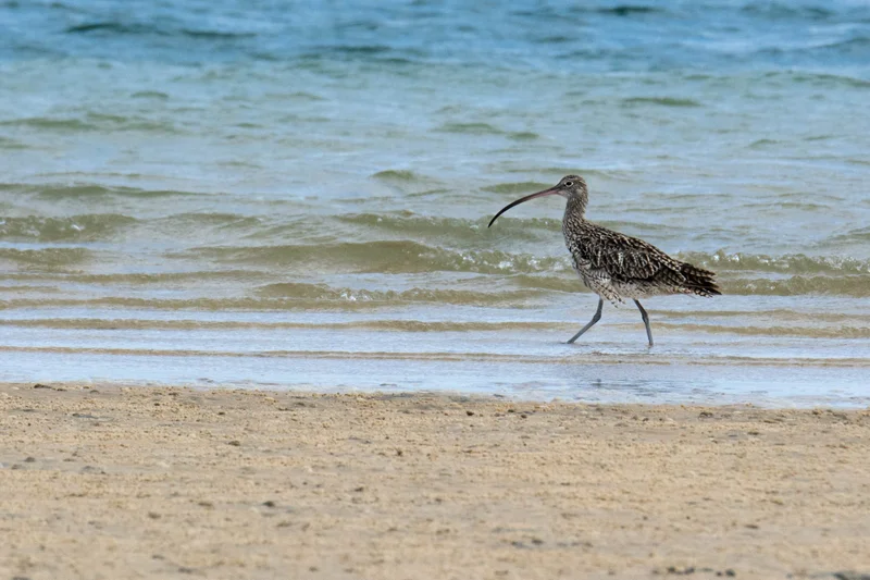 Eastern-Curlew-scaled.jpg