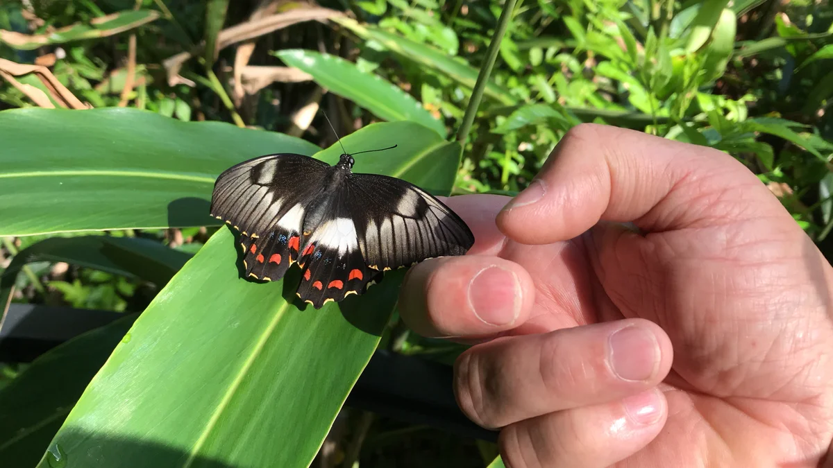 Designing your butterfly garden