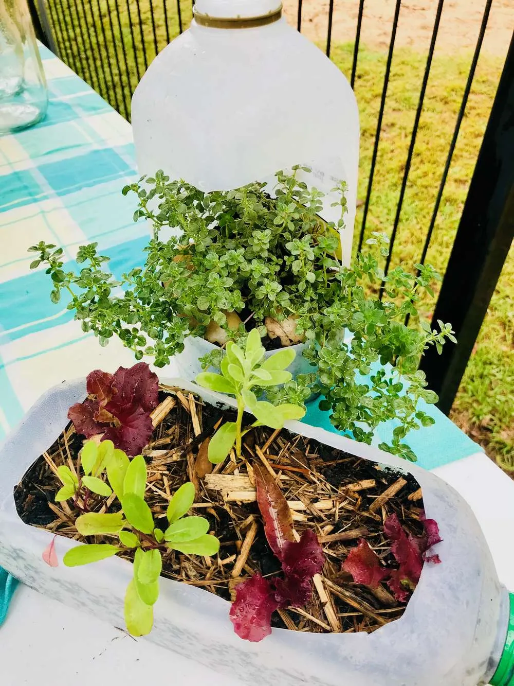 salad leaves