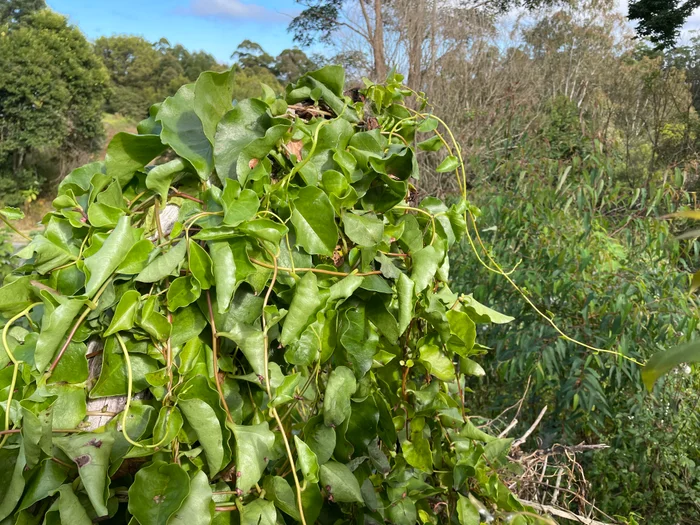 Mapping invasive plants using drone imagery