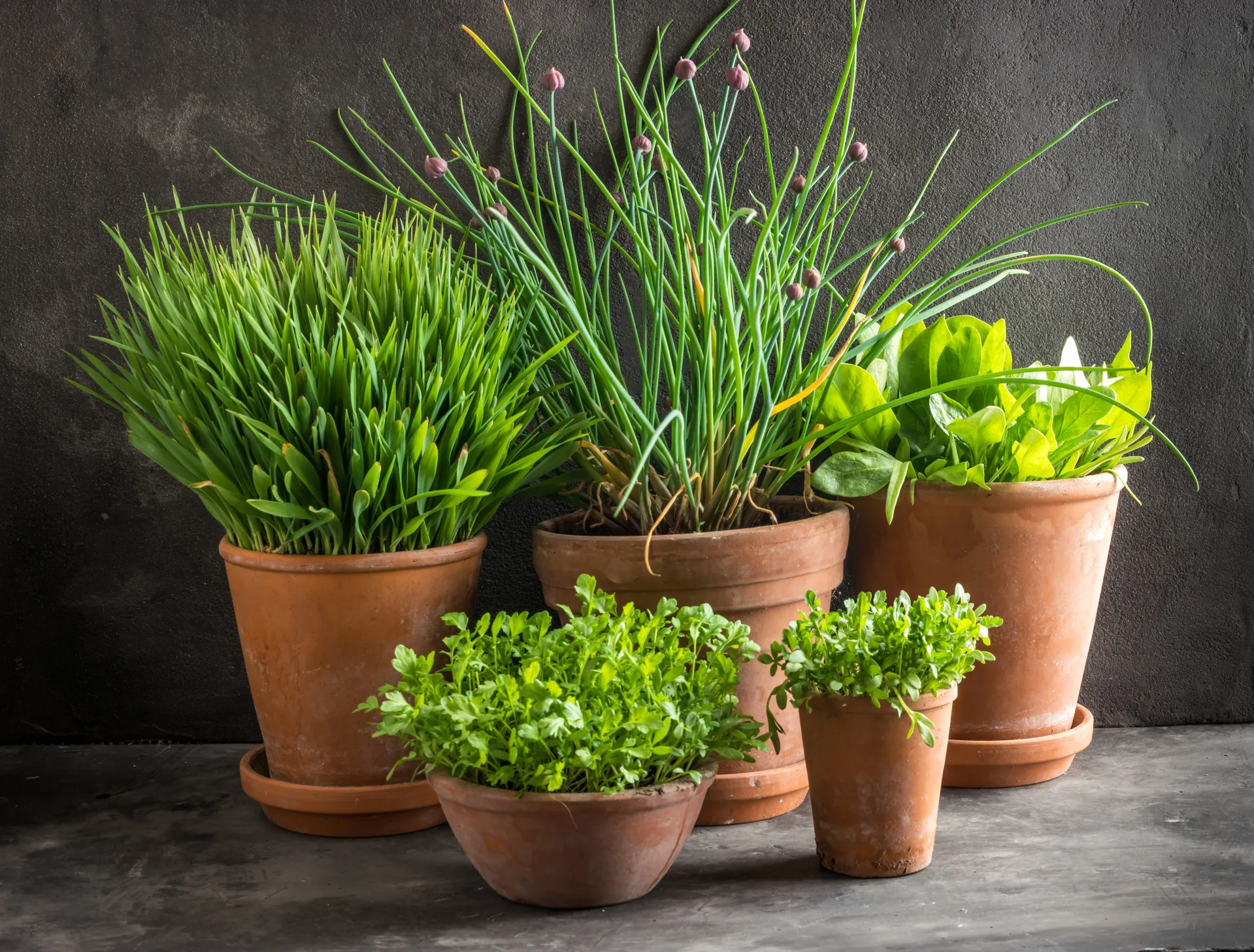 A variety of healthy herbs in pots