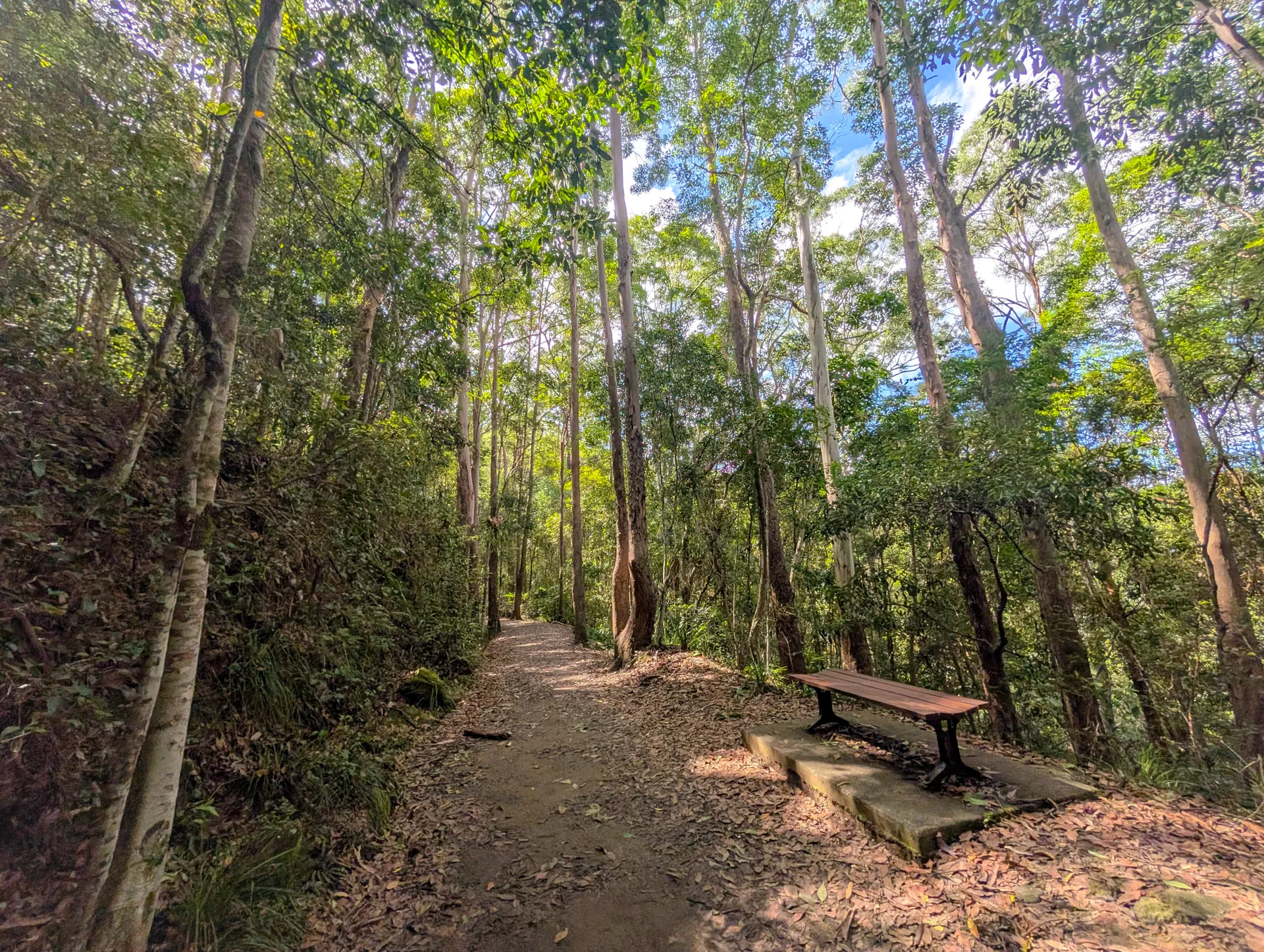 Buderim Tramway Trail