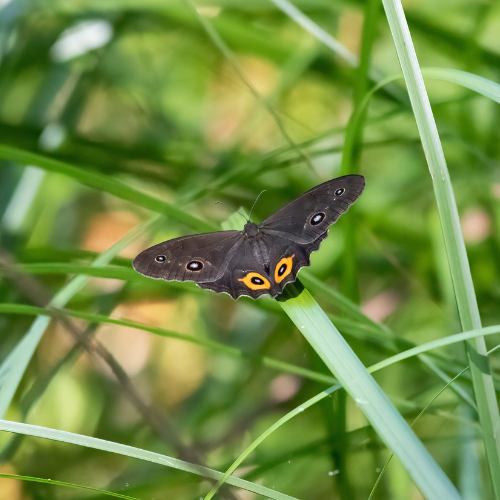 Varied swordgrass brown - Leesa Beutel.png