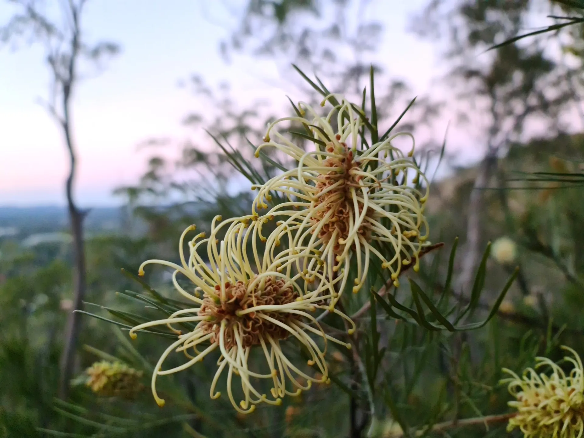 Grevillea hodgei, the Coochin Hills grevillea.