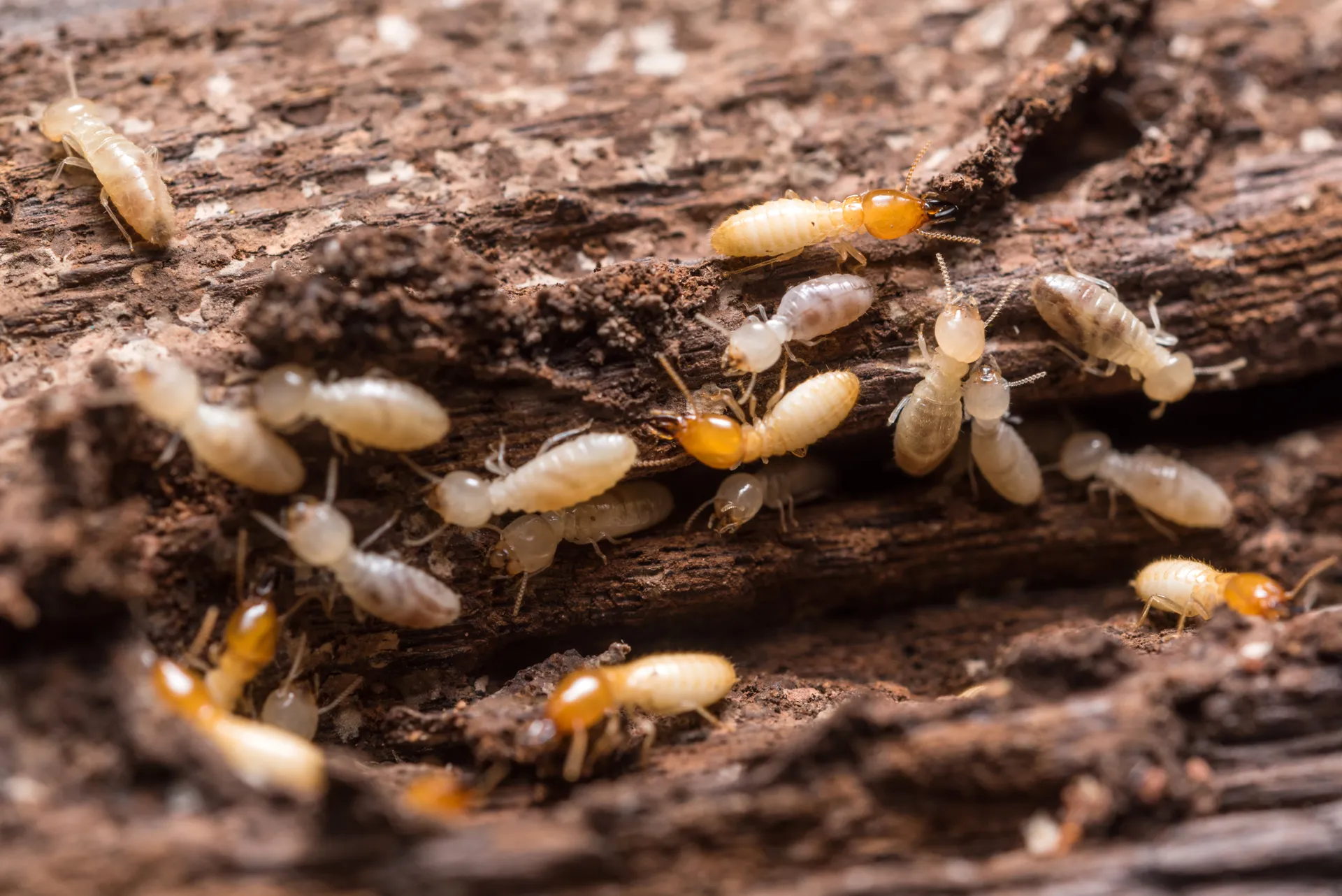 termites eating wood