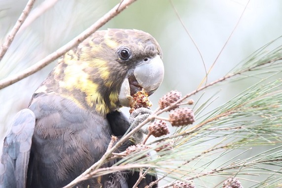 Female glossy black-cockatoo feeding - image by Eric Anderson