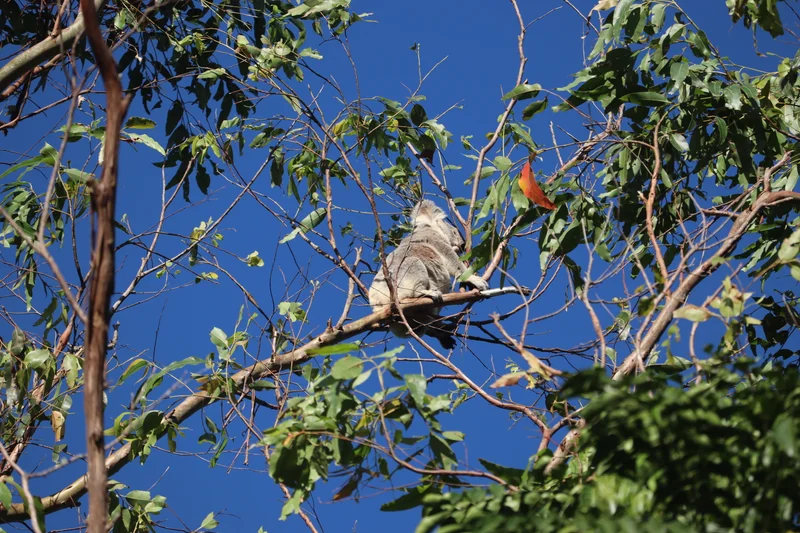 Koala spotted sitting in a tree at Reesville, in the Sunshine Coast hinterland. Image of a koala sitting high in a gum tree with a blue sky in the background.