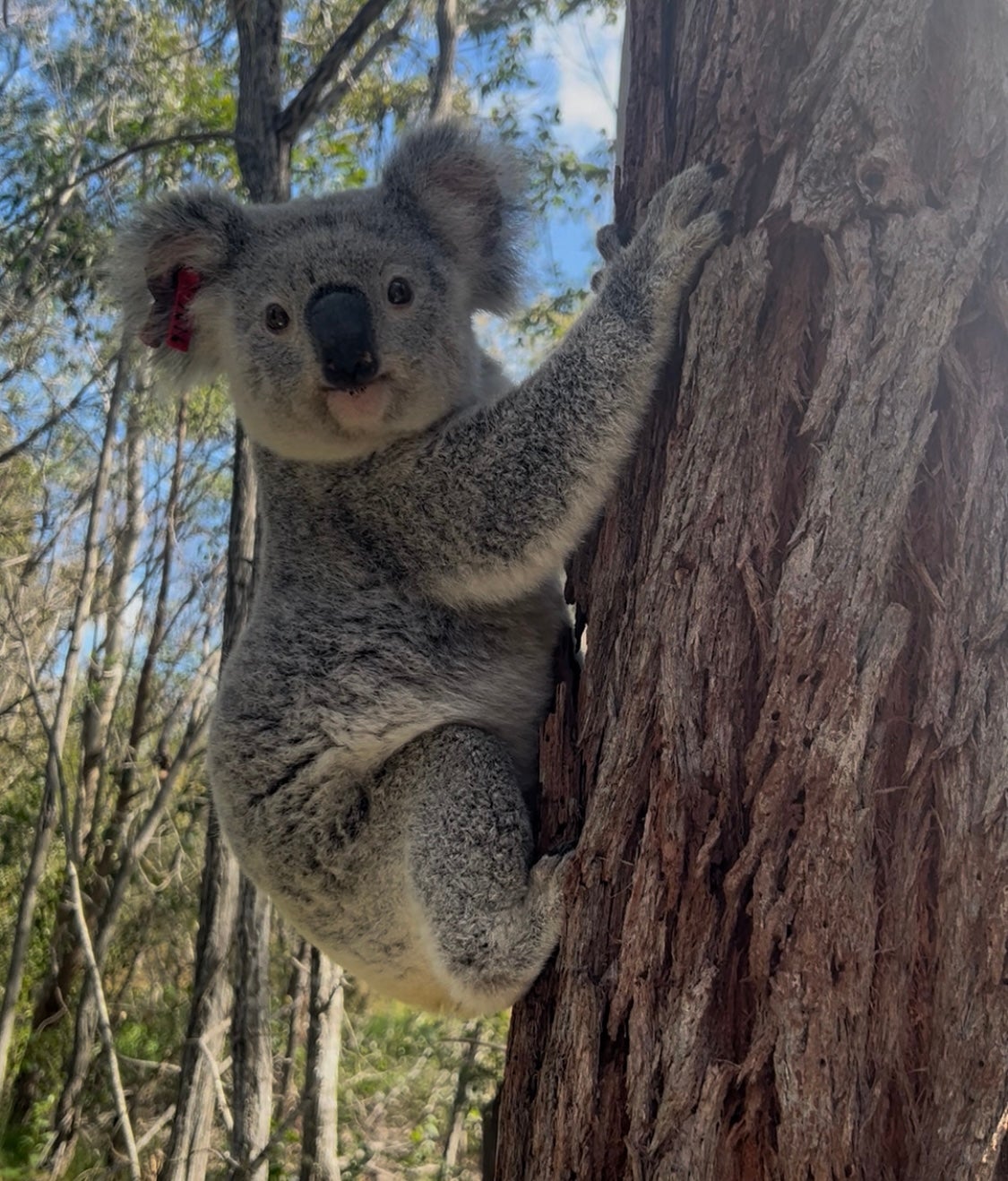 Koala in the wild on a tree