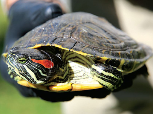 Red-eared slider turtle | Sunshine Coast Council