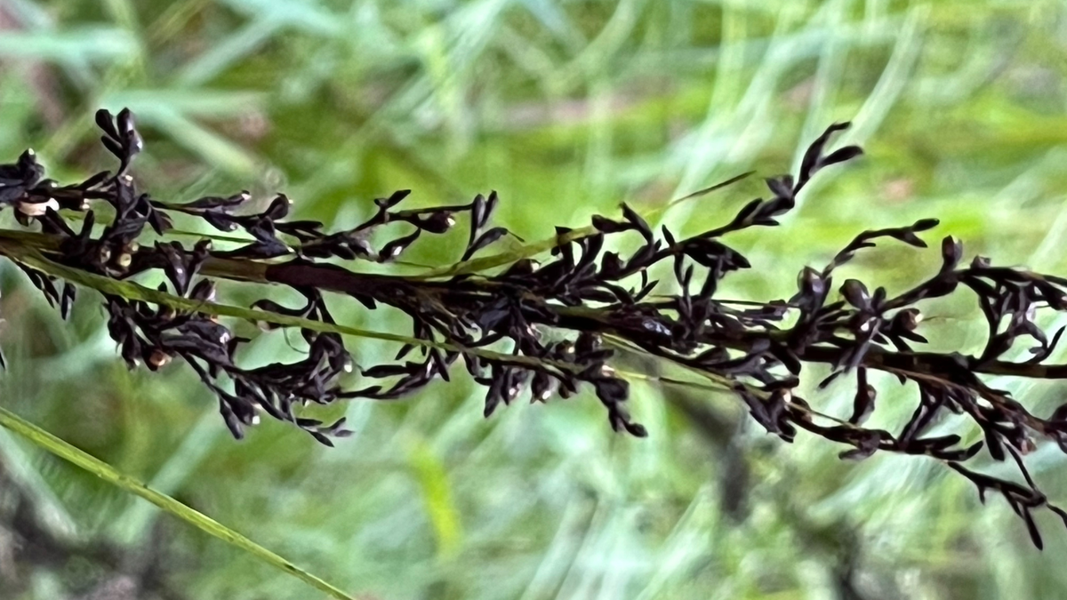 Saw Sedge, Gahnia clarkei