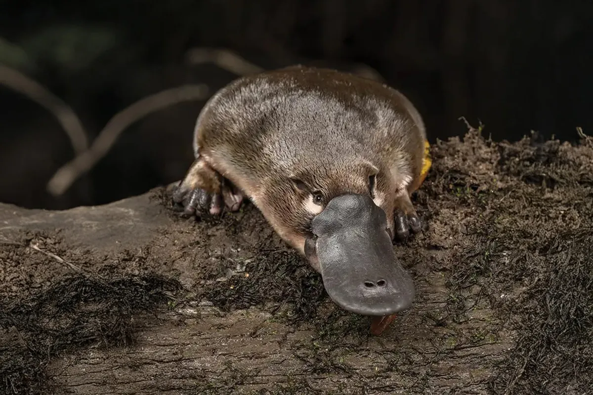 A platypus on a tree log